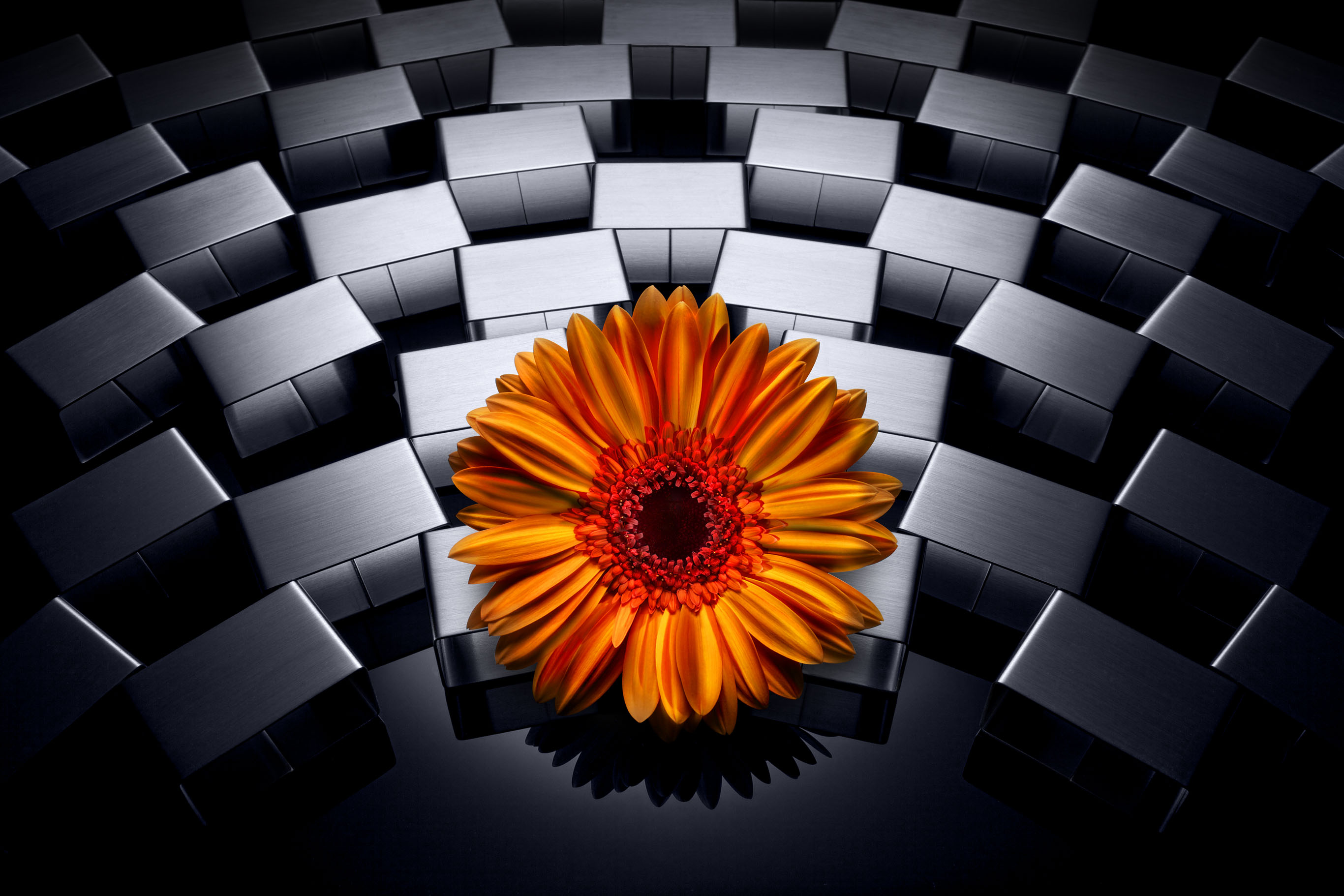 John Early Product Photographer - Flower on a bed of stainless steel links