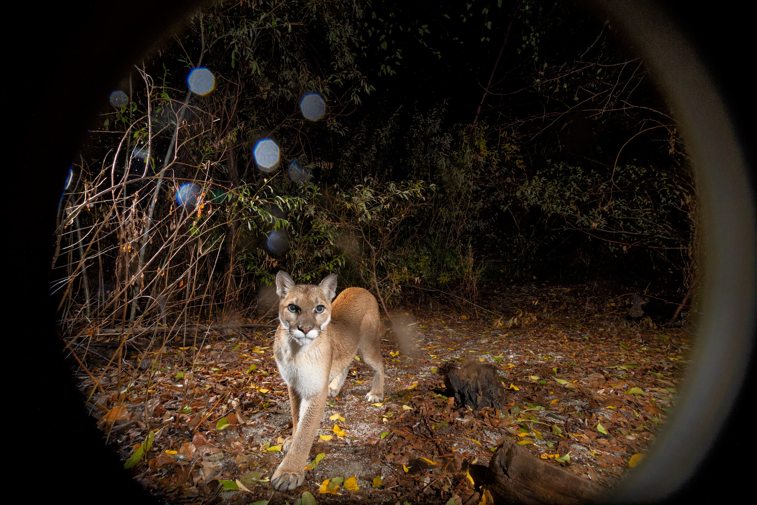 John Early High-End Digital Retouching - Mountain Lion Staring Into Camera At Close Range